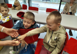 Chłopcy próbują wziąć na rękę wija.