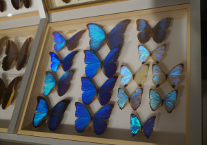Gablota z niebieskimi motylami.