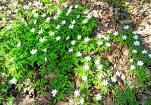 Na zdjęciu widać wiosenne kwiaty. Są to zawilce, które tworzą urokliwy biało-zielony kobierzec.