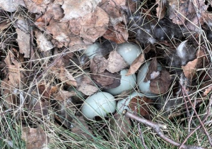 W trawie, częściowo przykryte liśćmi znajduje się ptasie gniazdo z kilkoma jajami.
