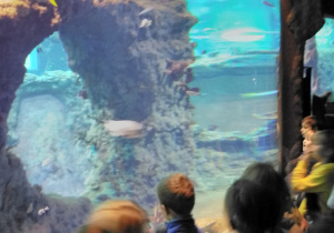 Uczniowie podziwiający oceanarium.